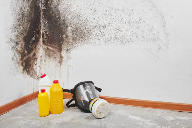 Best Mold Removal Process  in Menlo Park Terrace, NJ